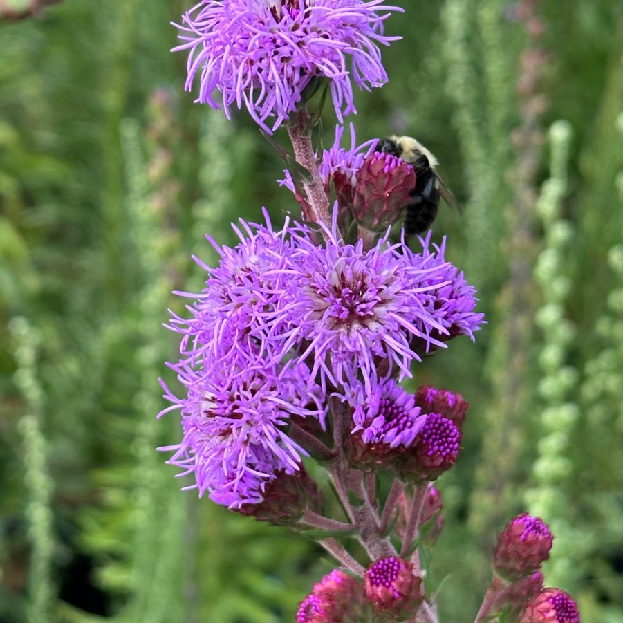 Liatris scariosa - Savanna Blazing Star from Pleasant Run Nursery