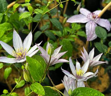 Clematis Samaritan Jo™ - Clematis from Pleasant Run Nursery