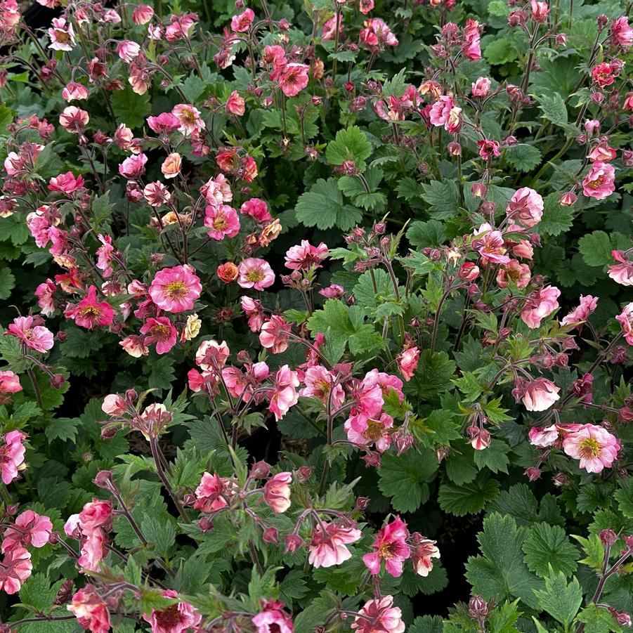 Geum x 'TEMPO Rose' - Avens from Pleasant Run Nursery