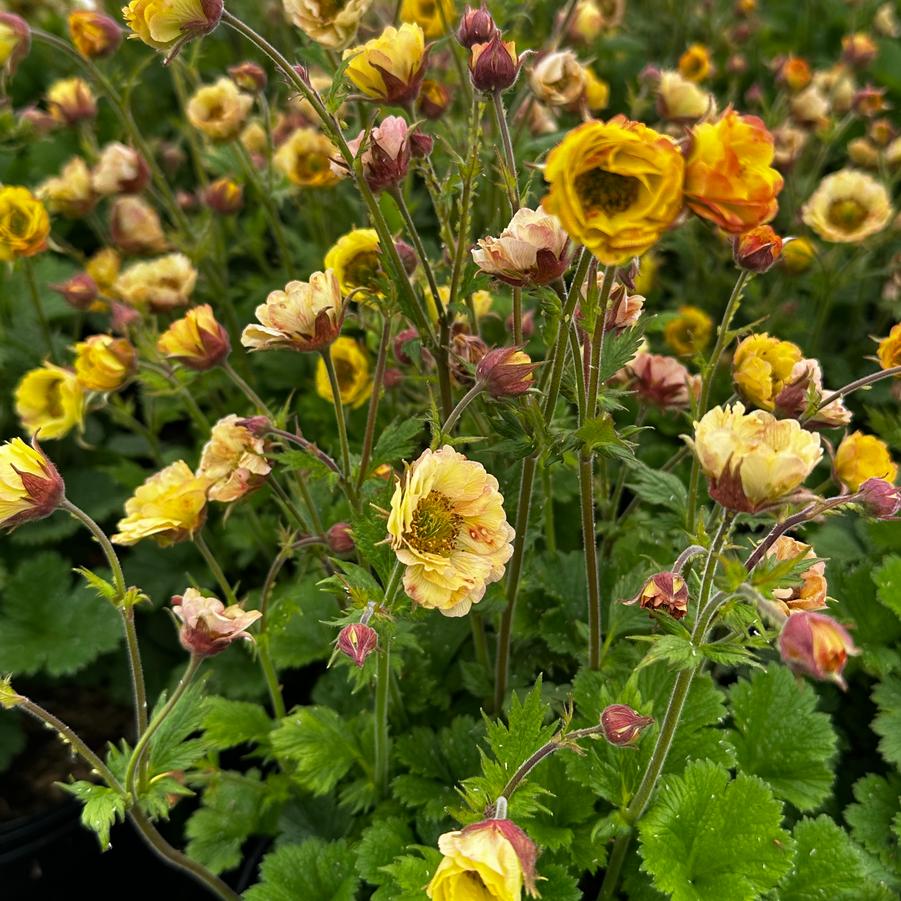 Geum x 'TEMPO Yellow' - Avens from Pleasant Run Nursery