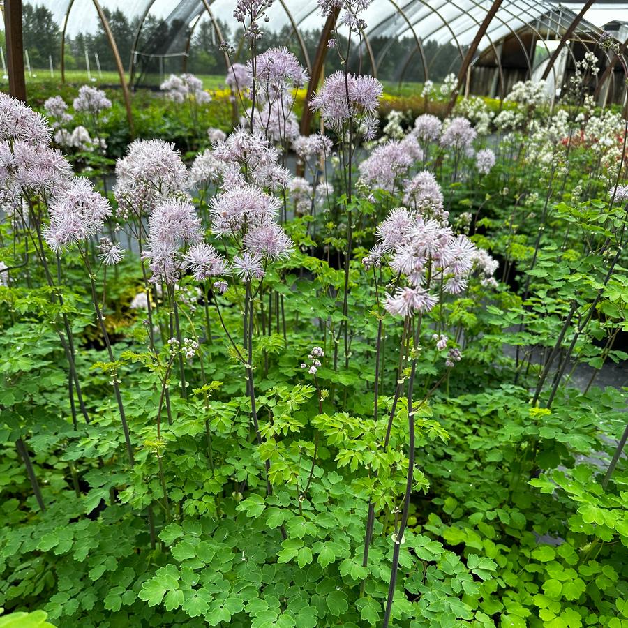 Thalictrum aquilegifolium NIMBUS™ 'Pink' - Meadow Rue from Pleasant Run Nursery