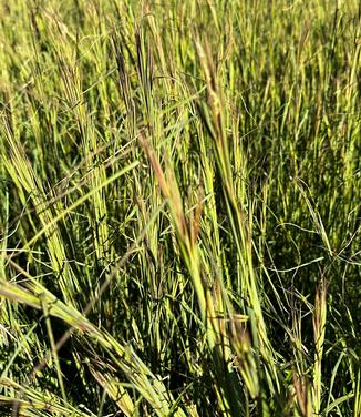 Andropogon glomeratus - Bushy Bluestem from Pleasant Run Nursery