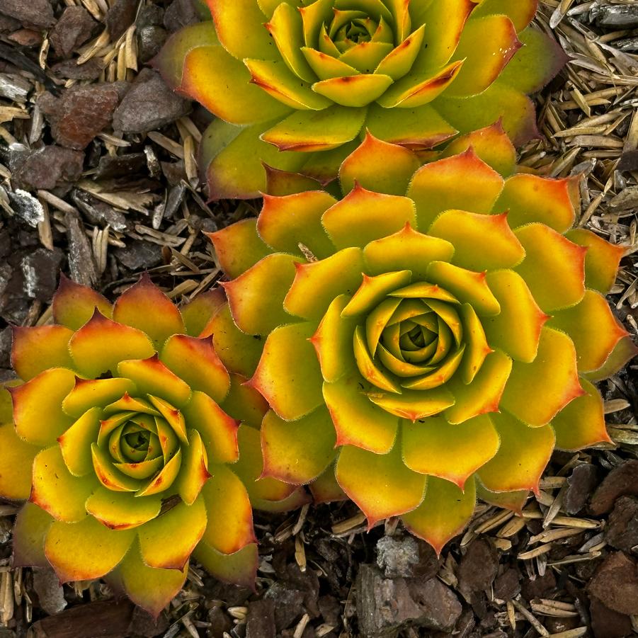 Sempervivum CHICK CHARMS® 'Gold Nugget' - Hens and Chicks from Pleasant Run Nursery
