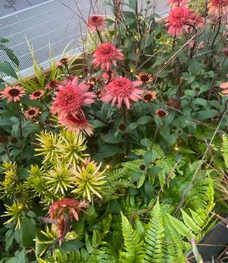 Echinacea purpurea 'Raspberry Truffle' - Coneflower from Pleasant Run Nursery