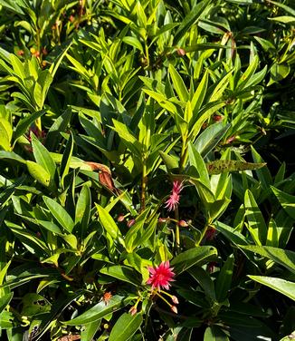 Illicium x 'Scorpio' - Anise from Pleasant Run Nursery