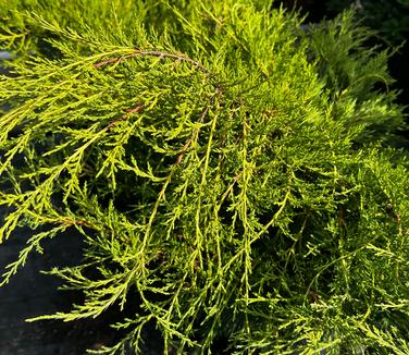 Juniperus conferta 'All Gold' - Juniper All Gold from Pleasant Run Nursery