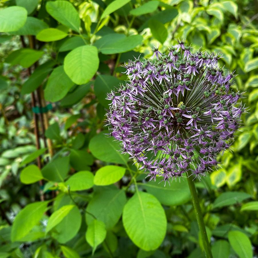 Allium x 'Gladiator' - Ornamental Onion from Pleasant Run Nursery