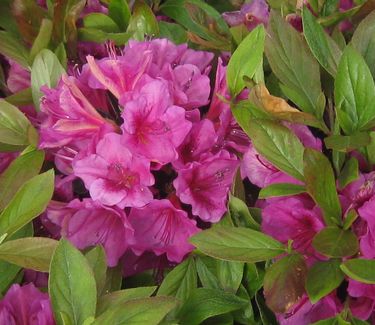 Rhododendron Girard Purple