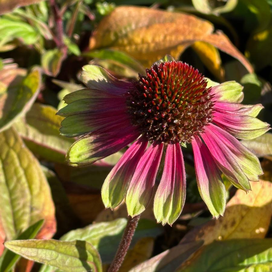 Echinacea purpurea 'Sweet Sandia' - Coneflower from Pleasant Run Nursery