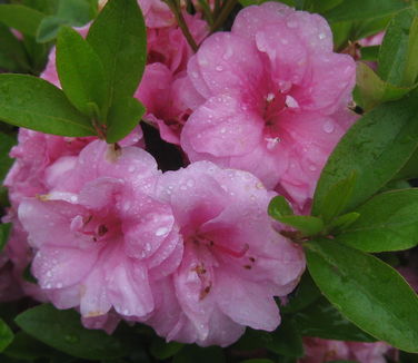 Rhododendron Rosebud