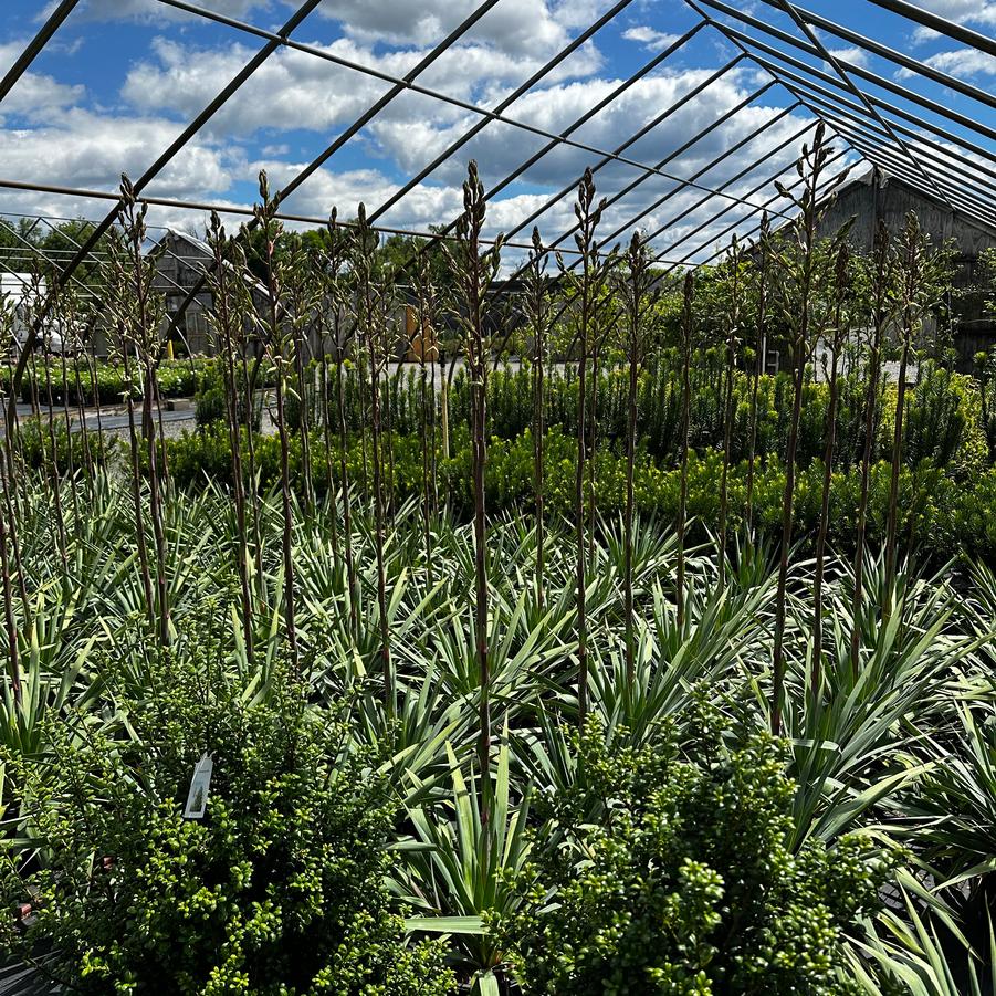 Yucca filamentosa 'Silver Anniversary' - Adam's Needle from Pleasant Run Nursery