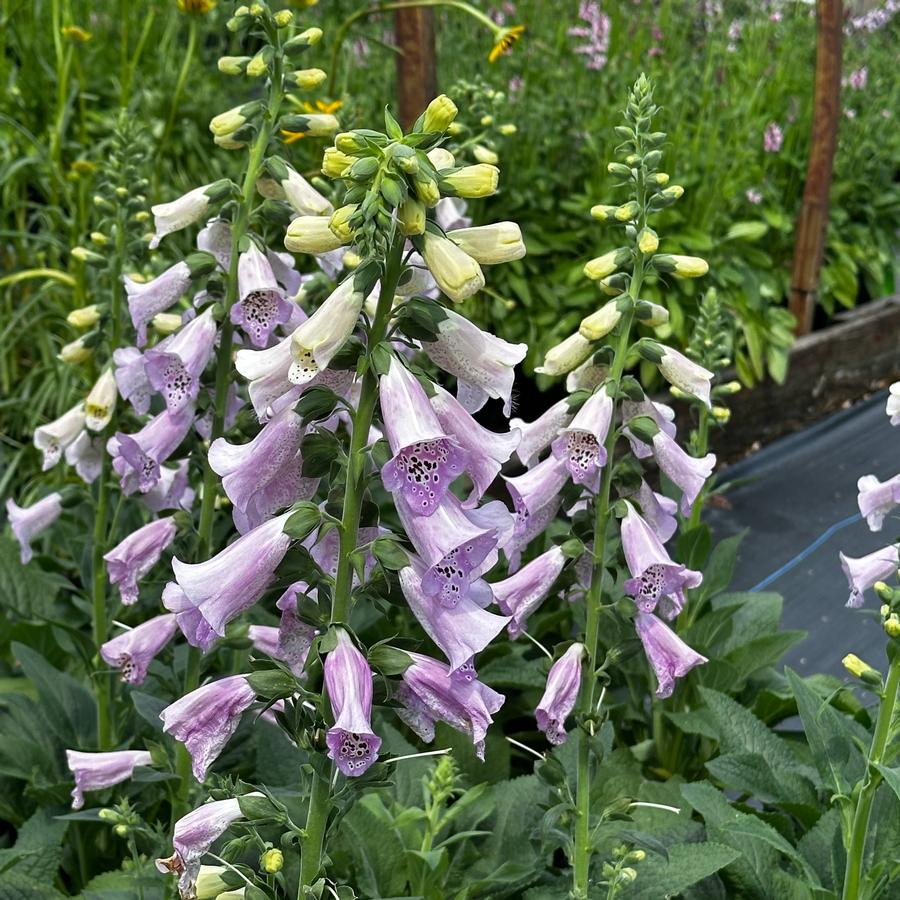 Digitalis purpurea 'Camelot Lavender' - Foxglove from Pleasant Run Nursery