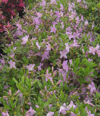 Rhododendron yedoense var. poukhanense