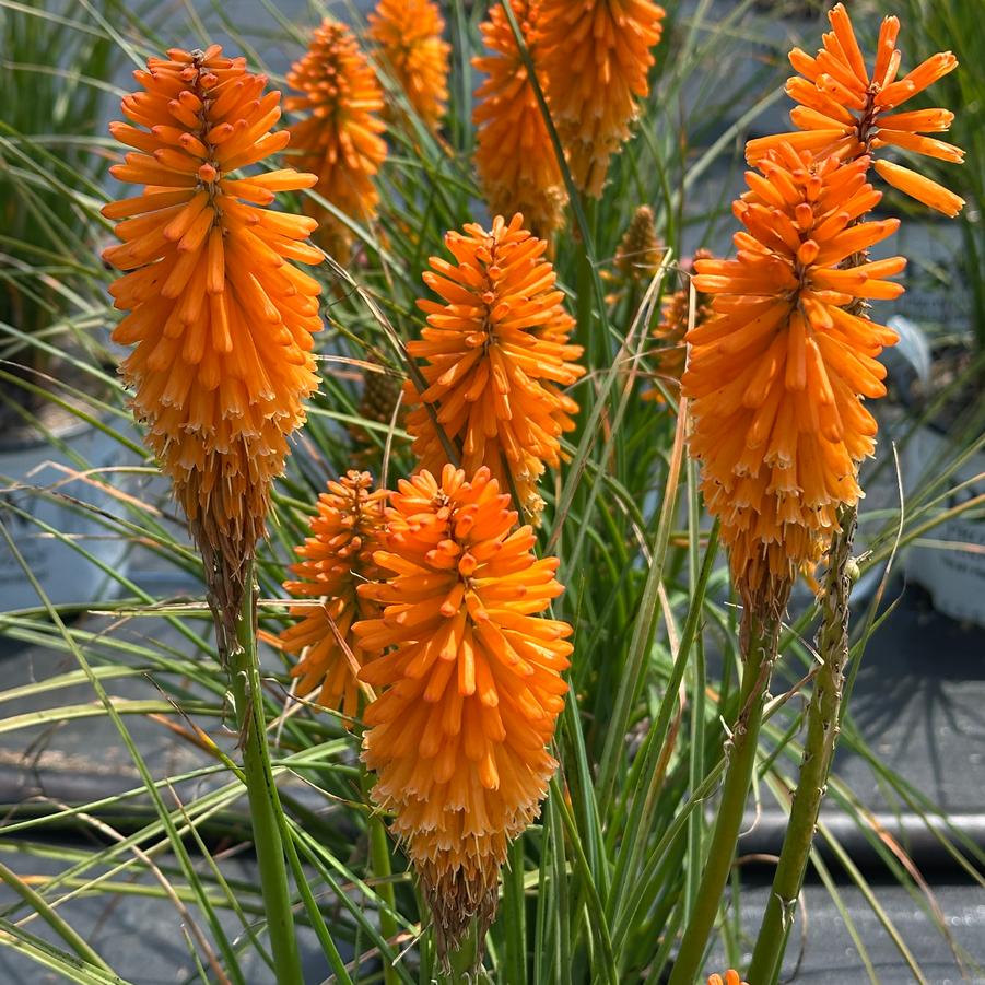 Kniphofia x 'Orange Blaze' - Red Hot Poker from Pleasant Run Nursery