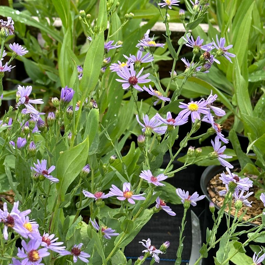 Aster laeve - Smooth Aster from Pleasant Run Nursery