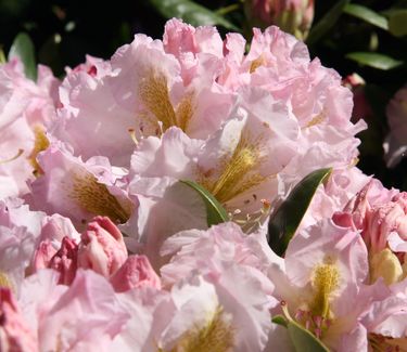 Rhododendron 'Scintillation'