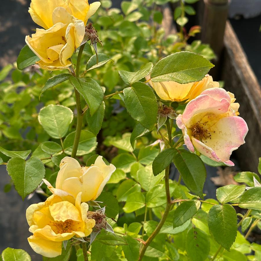 Rosa x Easy Bee-zy™ Knock Out� - Shrub Rose from Pleasant Run Nursery