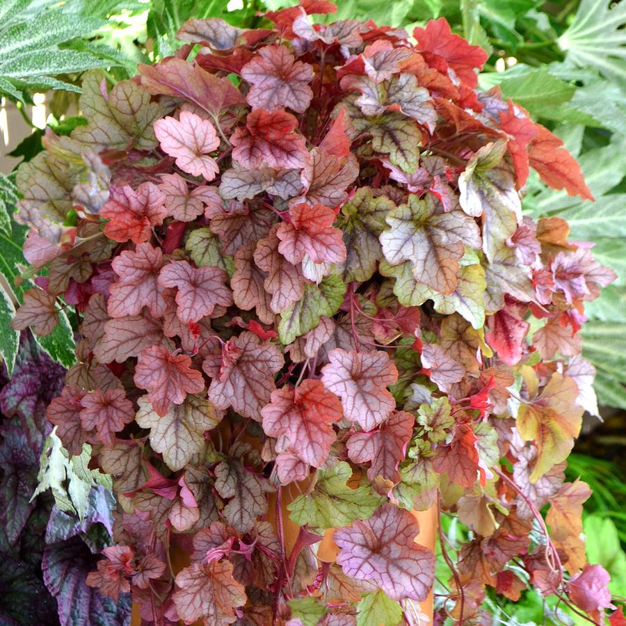 Heucherella x 'Copper Cascade' - Photo courtesy of TERRA NOVA® Nurseries, Inc.
