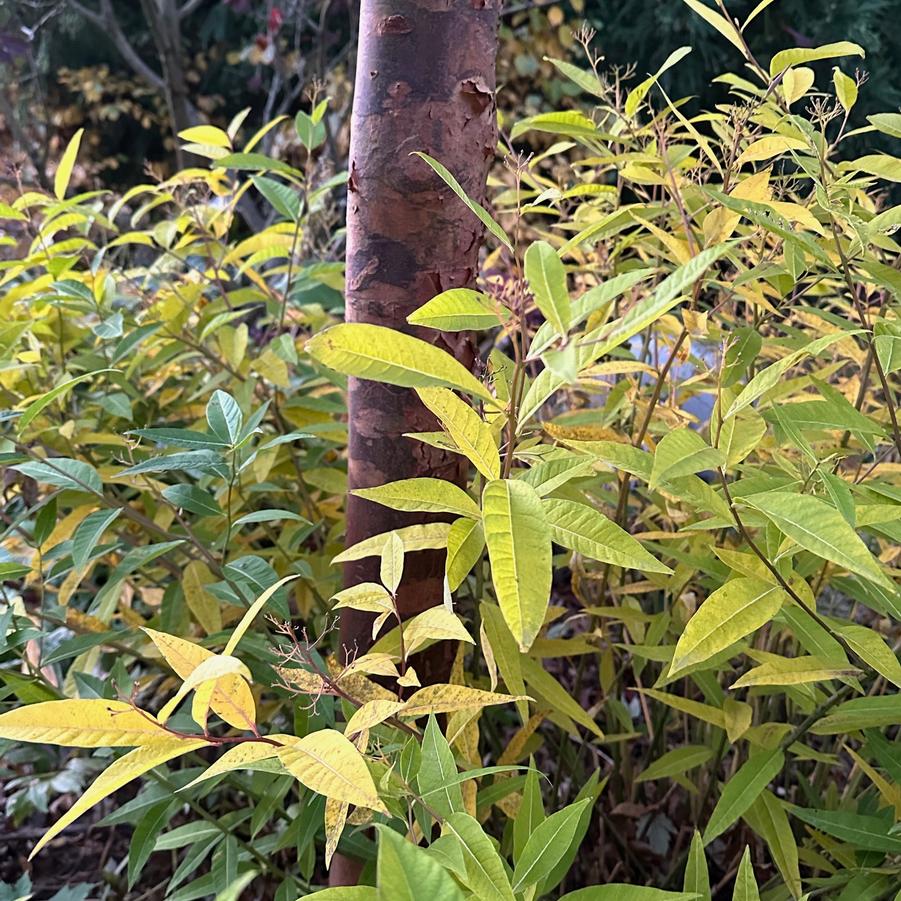 Amsonia tabernaemontana var. salicifolia - Blue Star from Pleasant Run Nursery
