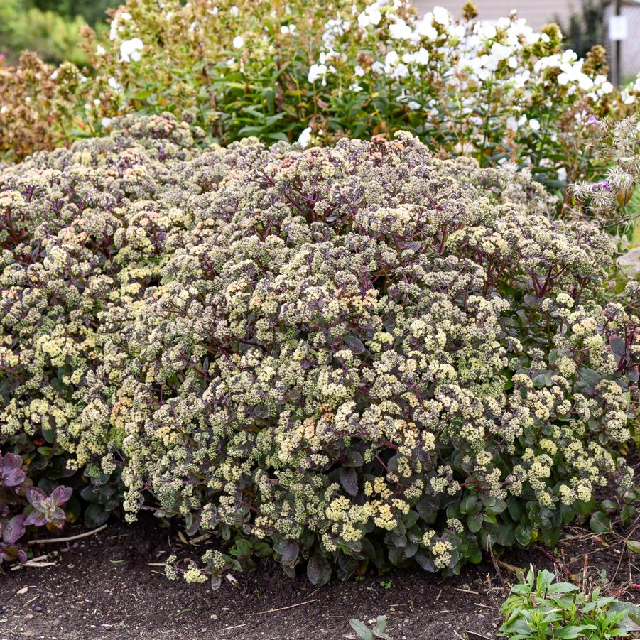 Sedum x 'Night Light' - Stonecrop Photos courtesy of Walters Gardens, Inc.