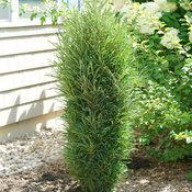 Rhamnus frangula Fine Line� - Glossy Buckthorn (Courtesy of Proven Winners)