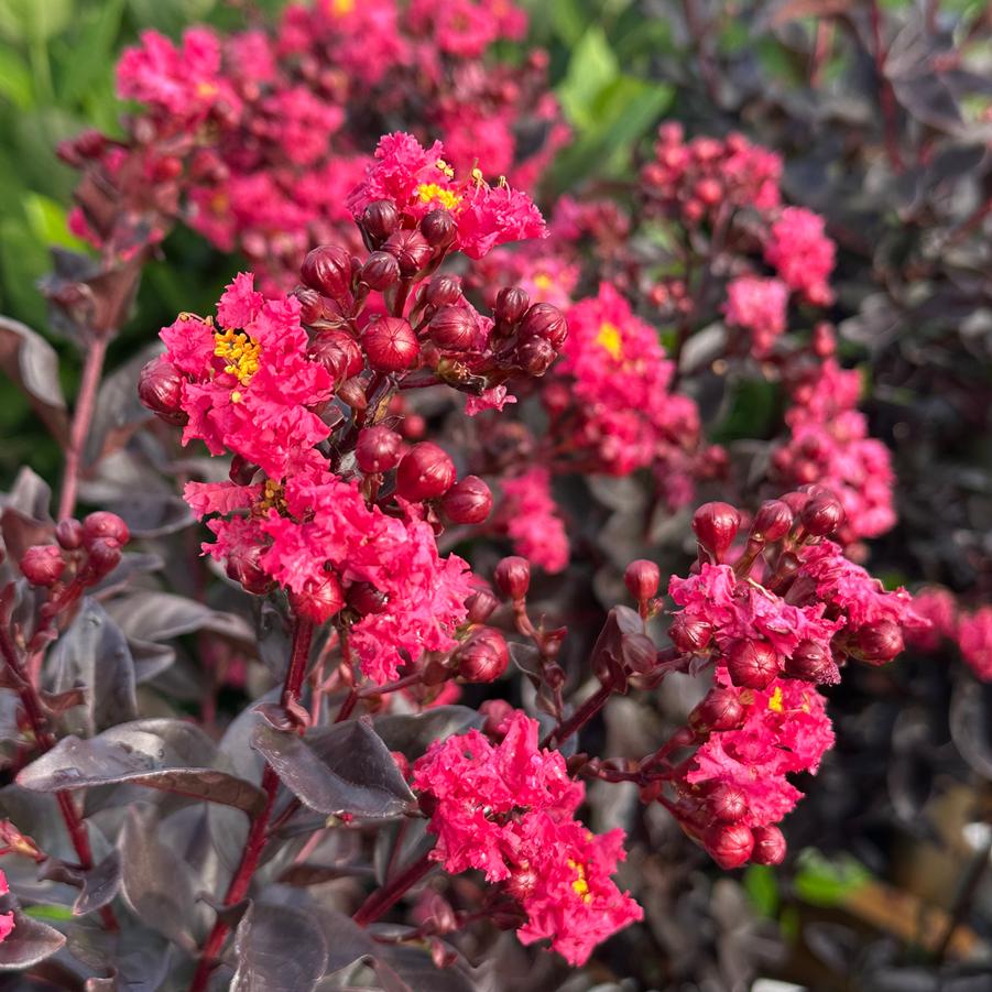 Lagerstroemia Center Stage® 'Pink' - Crapemyrtle from Pleasant Run Nursery