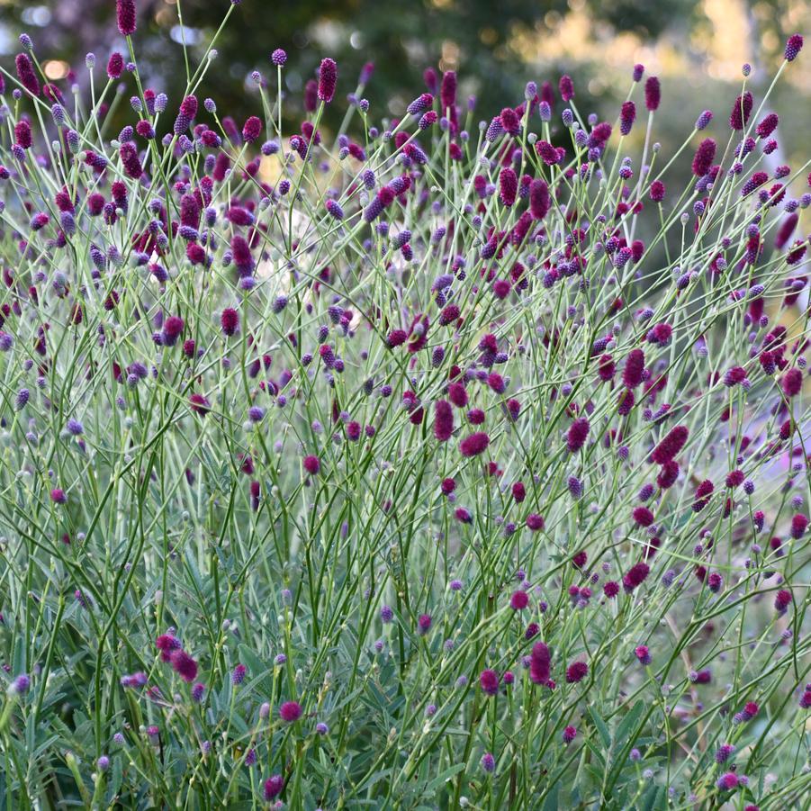 Sanguisorba x 'Plum Drops' - Burnet (Photo: Intrinsic Introductions)
