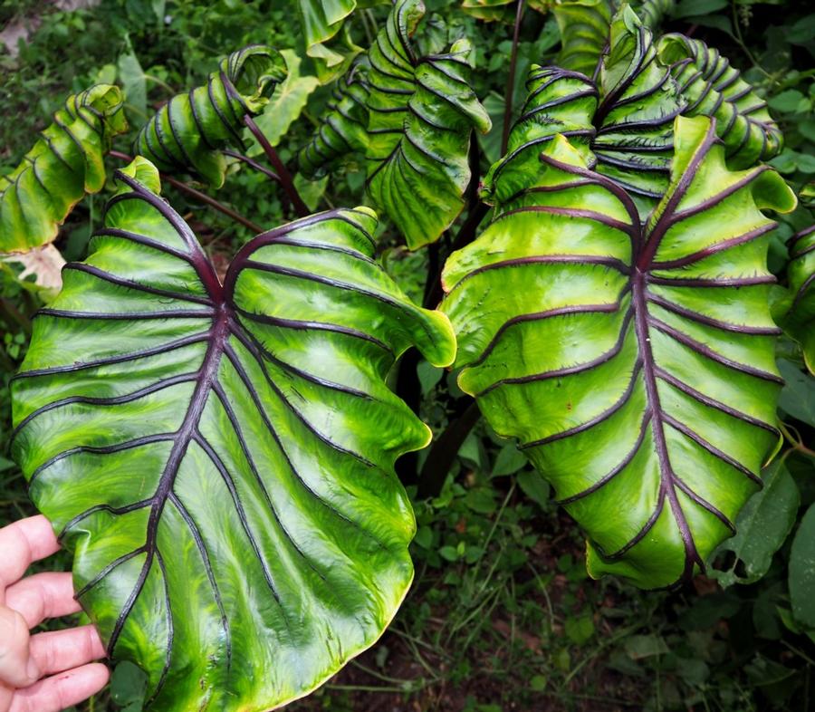 Colocasia x Pharaoh's Mask™ - Elephant Ear Photo: Plants Nouveau
