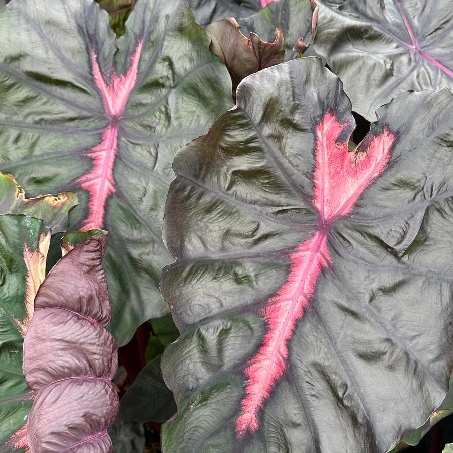 Colocasia x Redemption™ - Elephant Ear from Pleasant Run Nursery