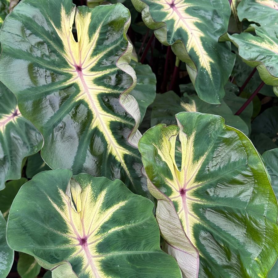 Colocasia x Royal Hawaiian® 'Waikiki' - Elephant Ear from Pleasant Run Nursery
