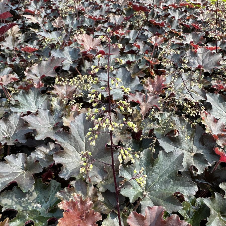 Heuchera villosa 'Bronze Wave' - Coral Bells - Alum Root from Pleasant Run Nursery