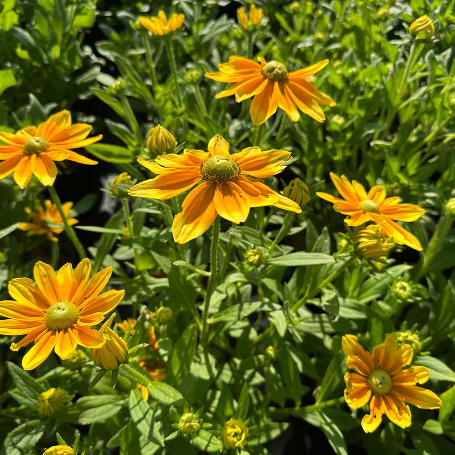 Rudbeckia hirta 'Prairie Sun' - Black-Eyed Susan from Pleasant Run Nursery