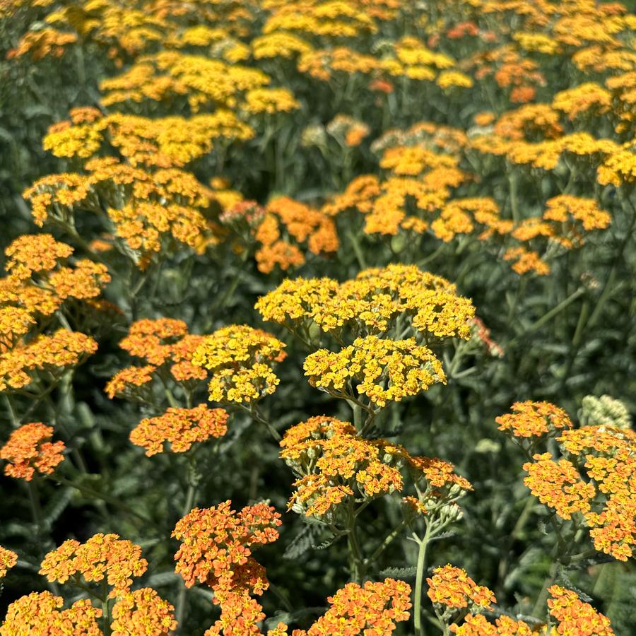Achillea millefolium New Vintage™ 'Terracotta' - Yarrow from Pleasant Run Nursery