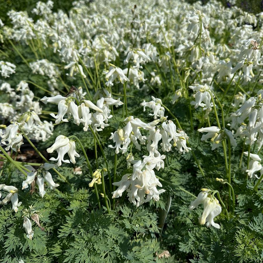 Dicentra x 'White Diamonds' - Fern-leaved Bleeding Heart from Pleasant Run Nursery
