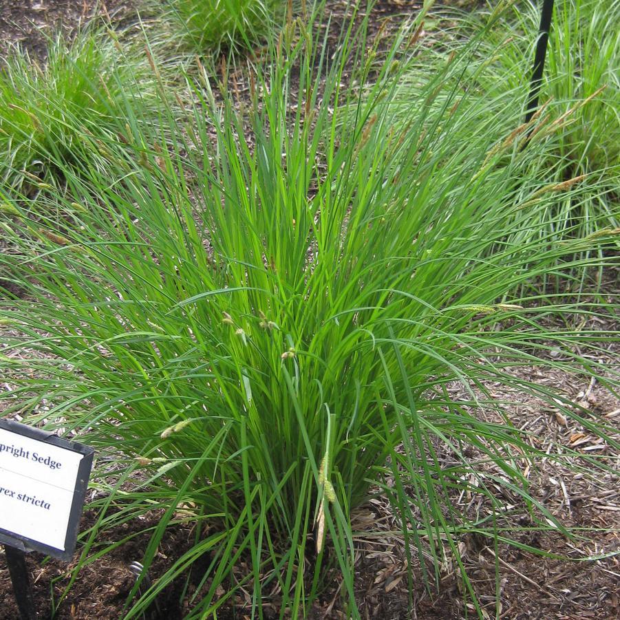 Carex stricta - Tussock Sedge from Pleasant Run Nursery (at Mt Cuba)