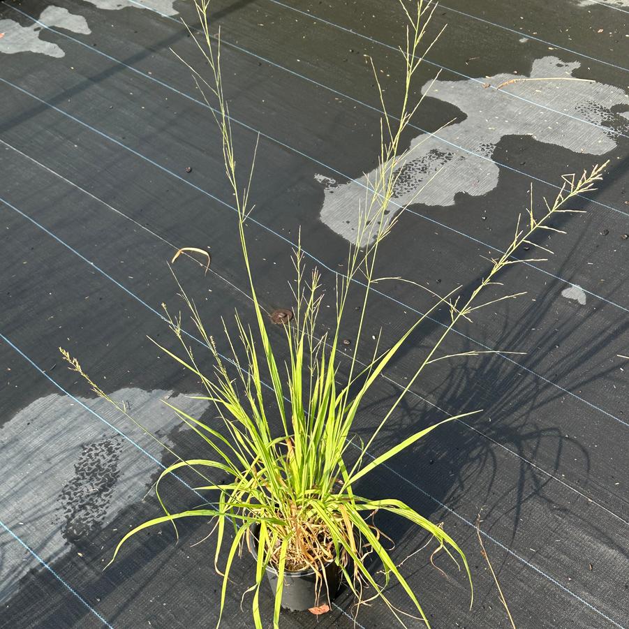 Molinia caerulea ssp. arundinacea 'Transparent' - Moor Grass from Pleasant Run Nursery