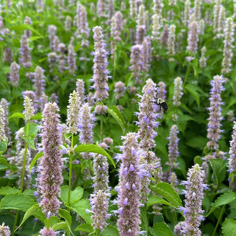 Agastache rugosa - Hyssop-Anise from Pleasant Run Nursery