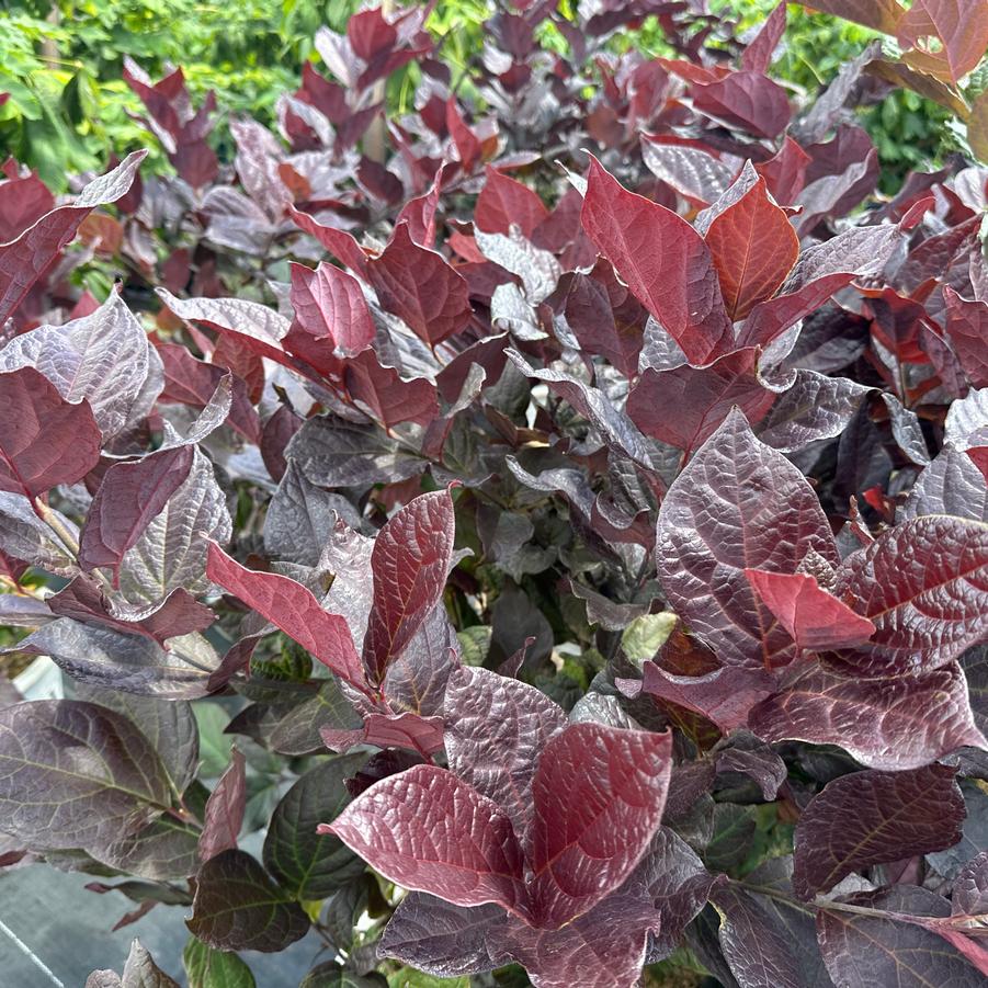 Calycanthus floridus Red Zeppelin® - Sweetshrub from Pleasant Run Nursery