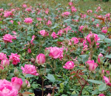 Rosa Pink Double Knock Out� (Radtkoopink)