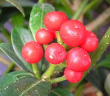 Skimmia japonica 'Female'