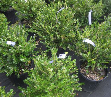 Buxus microphylla var. koreana 'Winter Gem' - Littleleaf Boxwood