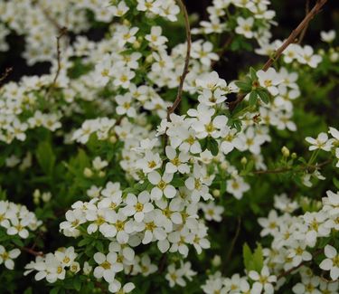 Spiraea thunbergii 'Ogon'