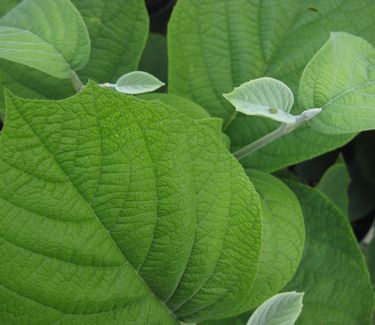 Styrax obassia - Fragrant Snowbell