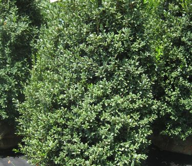 Buxus sempervirens - Common Boxwood