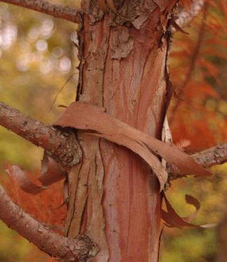 Taxodium distichum Shawnee Brave - Bald Cypress