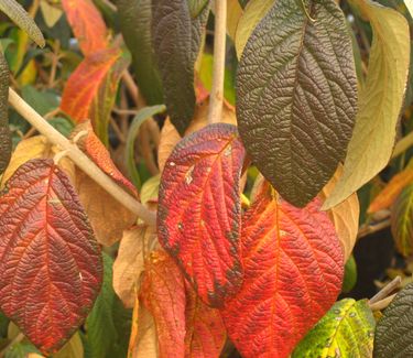 Viburnum x rhytidophylloides Dart's Duke (fall color)