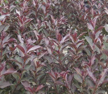 Weigela florida Wine & Roses�