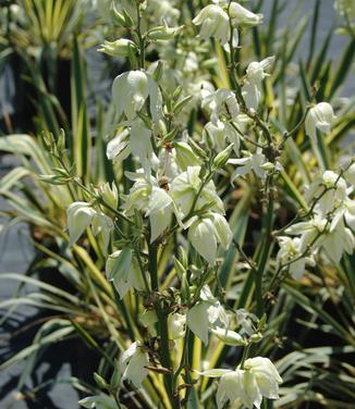 Yucca filamentosa Bright Edge
