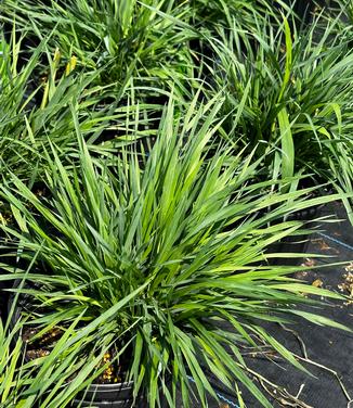 Briza media - Quaking Grass from Pleasant Run Nursery