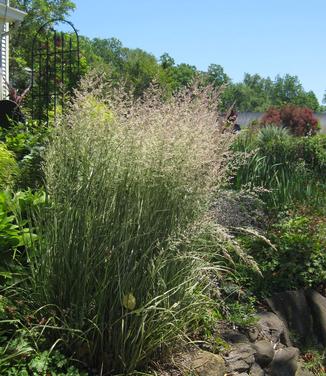 Calamagrostis x acutiflora Overdam - Feather Reed Grass 